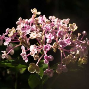 Hydrangea mac Ayesha 3lt
