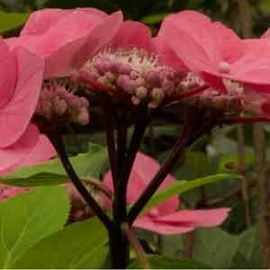 Hydrangea mac Zorro 5lt