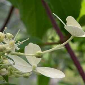 Hydrangea paniculata 'Big Dicks White' 3lt