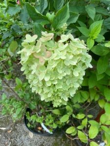 Hydrangea paniculata Little Lime 3lt