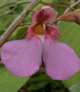 Impatiens flanaganae 3lt
