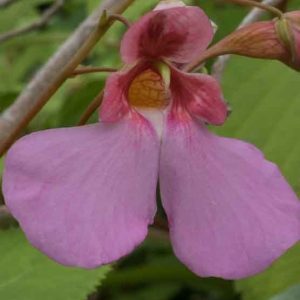 Impatiens flanaganae 3lt