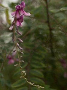 Indigofera pendula 3lt
