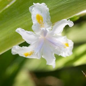 Iris confusa 2-3lt