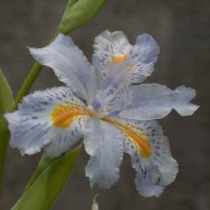 Iris japonica Eco Easter 1lt