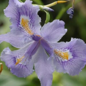 Iris Martin