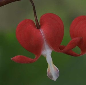 Lamprocopanos spectablis Valentine. (Dicentra) 3lt