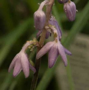 Liriope grassy 1lt