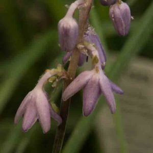 Liriope grassy 1lt