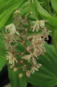 Maianthemum salvinii 2lt
