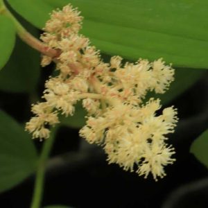 Maieanthemum racemosa ssp amplexicaule 2lt