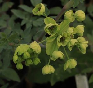 Mathiasella bupleuroides 'Green Dream' 2lt