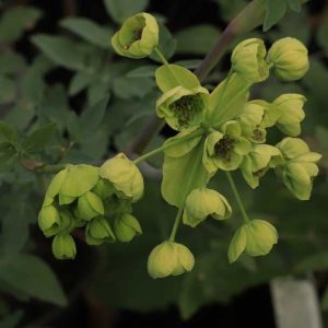 Mathiasella bupleuroides 'Green Dream' 2lt