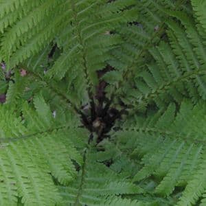 Matteuccia struthiopteris 2lt