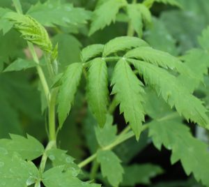 Melianthus comosus 9cm