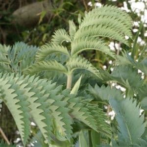 Melianthus major