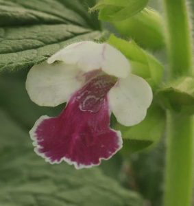 Melittis melissophyllum 'Royal Velvet Distinction' 3lt