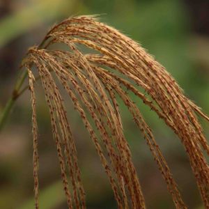 Miscanthus nepalensis 2lt