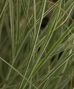 Miscanthus sinensis 'Morning light' 2lt