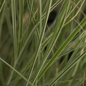 Miscanthus sinensis 'Morning light' 2lt