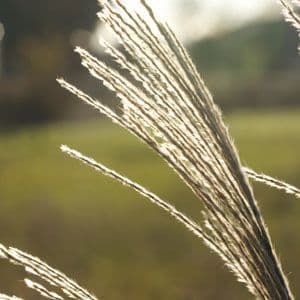 Miscanthus transmorrisonensis 3lt