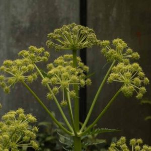 Molopospermum peloponnesiacum 1lt