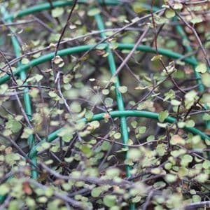 Muehlenbeckia complexa
