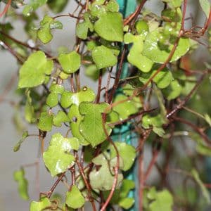 Muehlenbeckia Triloba 3lt