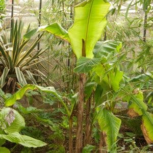 Musa basjoo 5lt