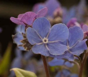 Omphalodes cappadocica 'Cherry Ingram' 2lt