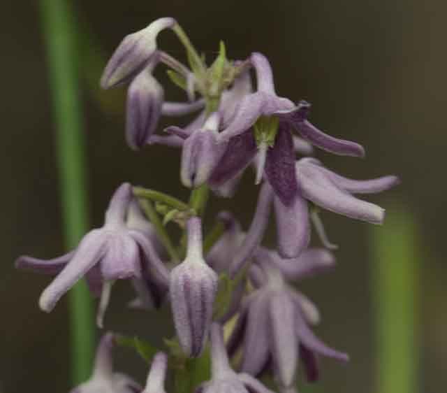 Ophiopogon chingii 1lt