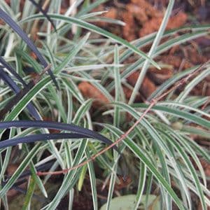 Ophiopogon 'Little Tabby' 1lt