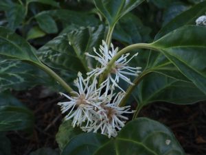 Pachysandra axillaris Crug's Cover 3lt