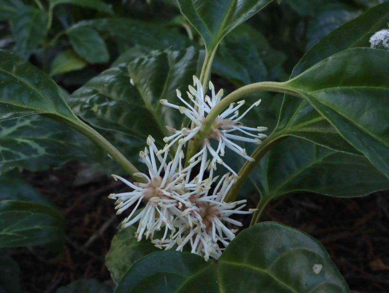 Pachysandra axillaris Crug's Cover 3lt