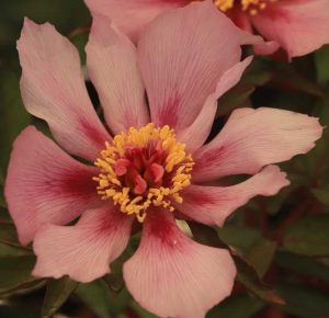 Paeonia cambessedesii 2lt