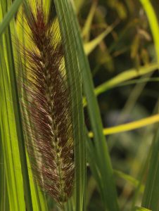 Pennisetum alopecuroides Black Beauty 3lt