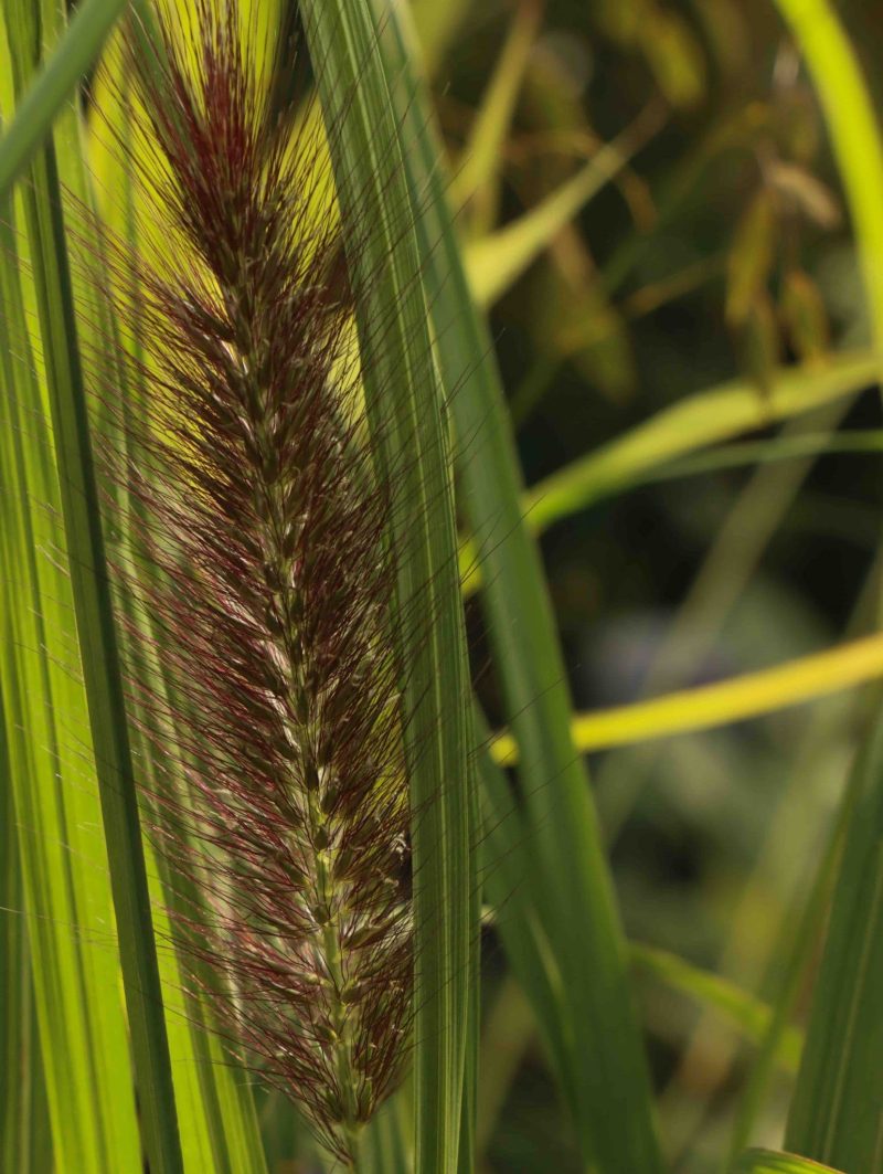 Pennisetum alopecuroides Black Beauty 3lt