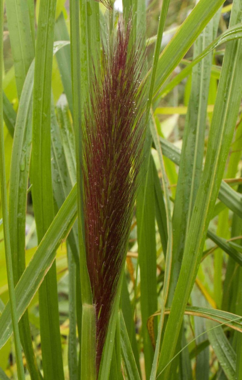 Pennisetum alopecuroides Black Beauty 3lt - Image 2