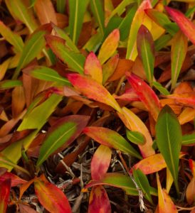 Persicaria affinis Darjeeling Red 3lt