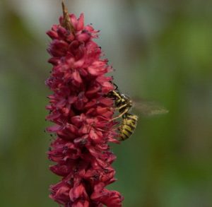 Persicaria amplexicaulis JS Degado Macho 3lt