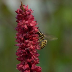 Persicaria amplexicaulis JS Degado Macho 3lt