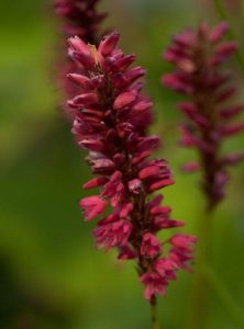 Persicaria amplexicaulis Taurus 3lt
