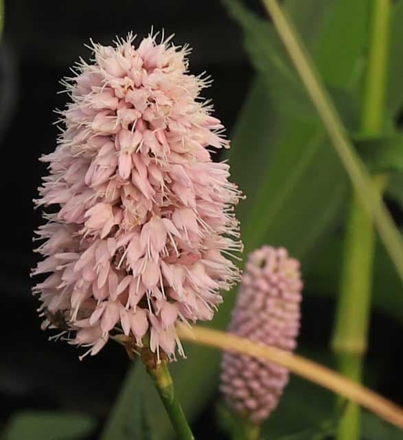 Persicaria bistorta Superba 2lt