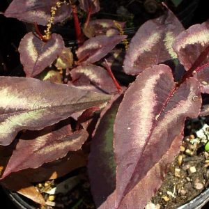 Persicaria microcephala 'Red Dragon'