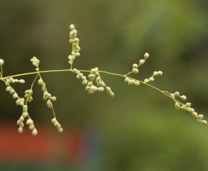 Phaenosperma globosa 2lt