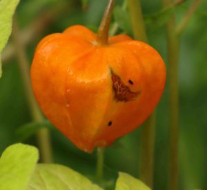 Physalis alkekengi v francheti 3lt