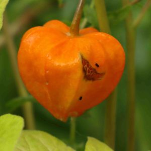 Physalis alkekengi v francheti 3lt