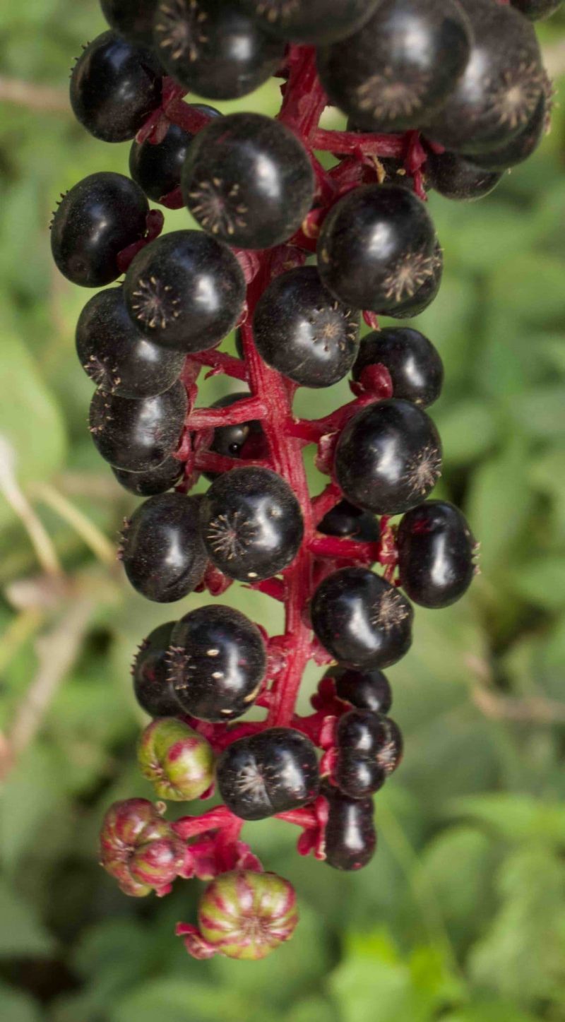 Phytolacca americana BSWJ 1243 3lt