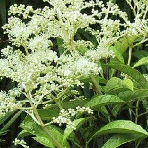 Pileostegia viburnoides 3lt deep