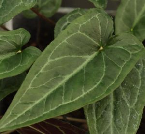 Pinellia cordata 9cm
